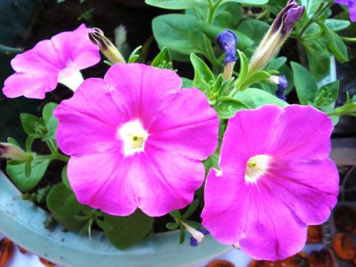 最適合花箱種植的花，不僅好看，養(yǎng)護也很方便！