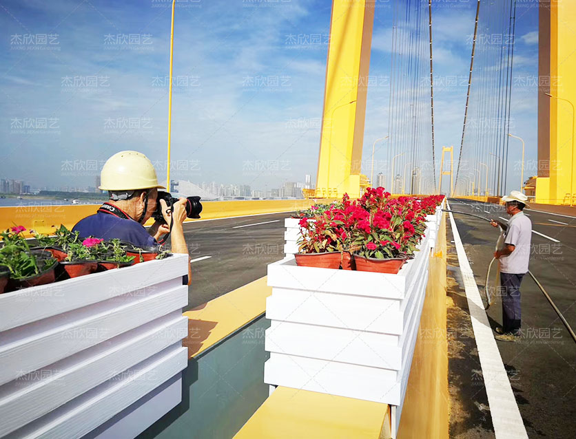 懸掛花箱在道路中的使用有哪些？